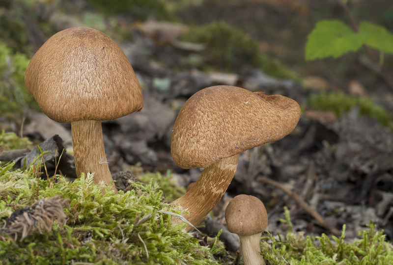 Inocybe latispora